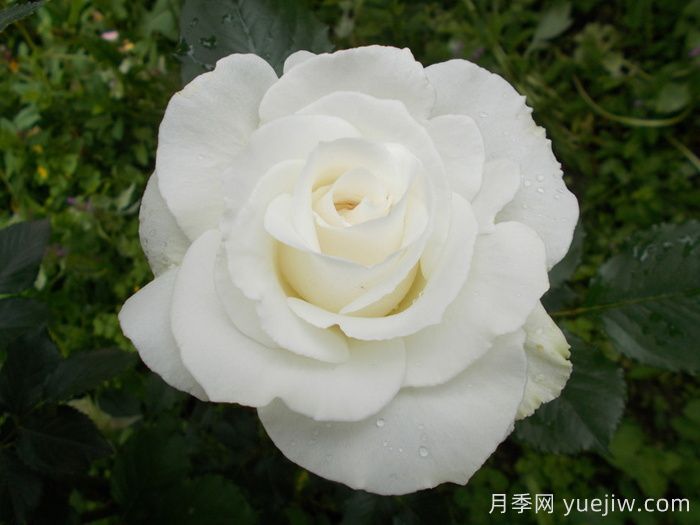 玛格丽特梅丽尔月季(图3)