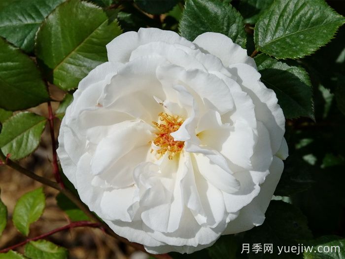 玛格丽特梅丽尔月季(图1)