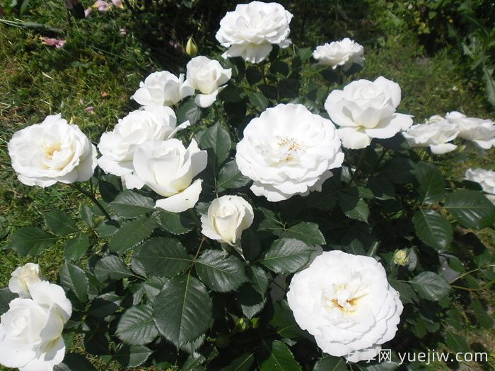 玛格丽特梅丽尔月季(图2)