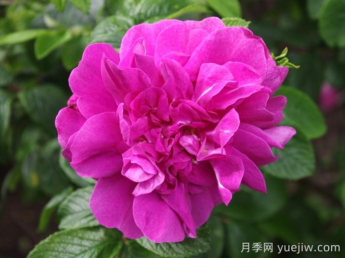 汉莎玫瑰月季(图1)