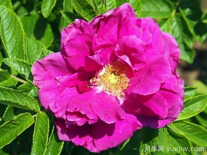 汉莎玫瑰月季(图2)