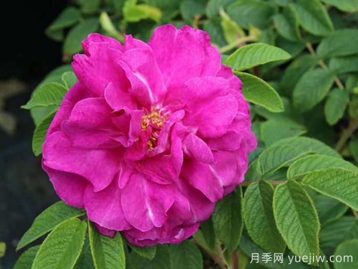 汉莎玫瑰月季(图3)