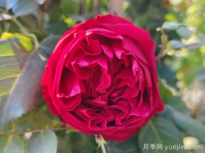 2025年***受欢迎的十大藤本月季品种排名(图5)