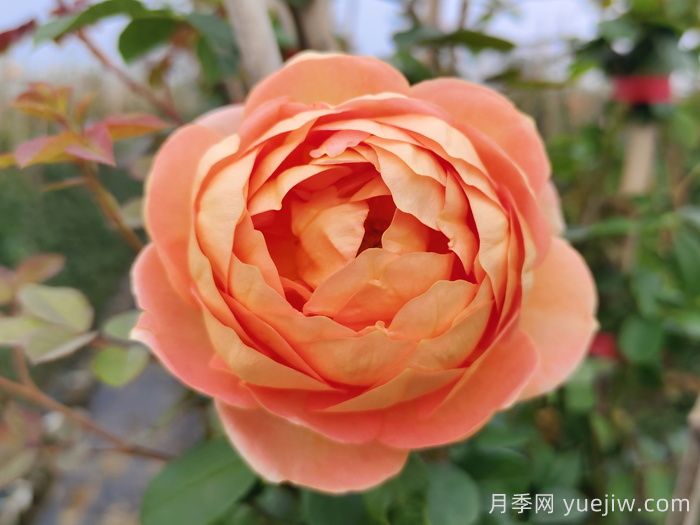 2025年***受欢迎的十大藤本月季品种排名(图6)