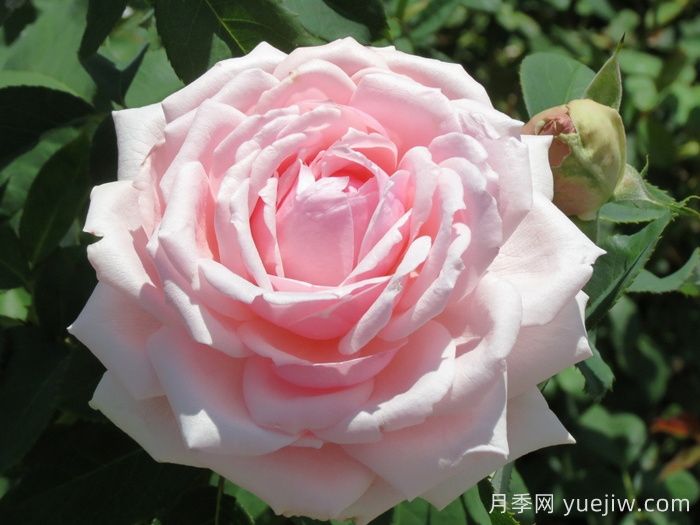 安静月季/恬静/静谧(图1)