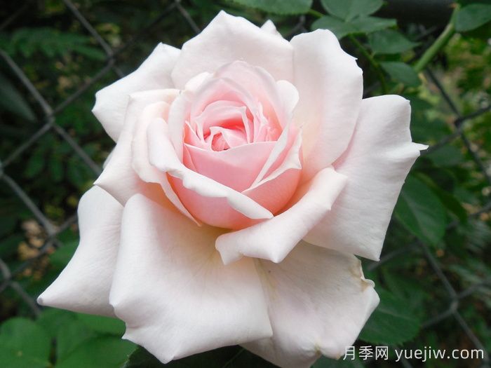 安静月季/恬静/静谧(图2)