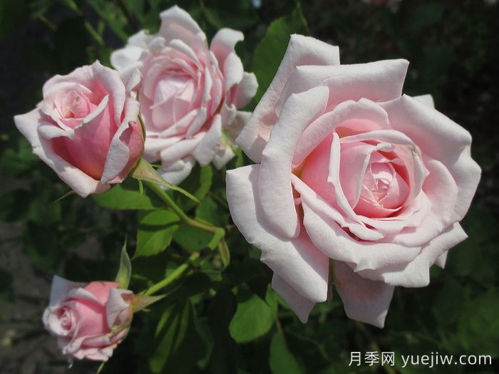 安静月季/恬静/静谧(图3)