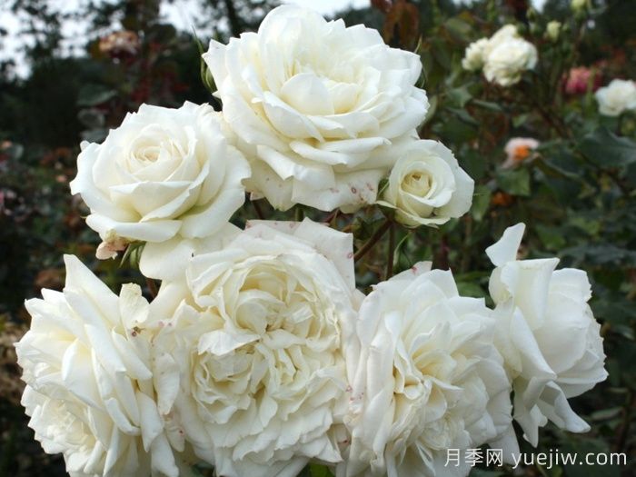 阿拉斯加月季/冰雪奇缘/雪国(图1)