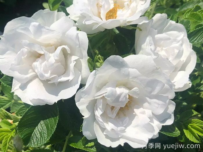 冰雪奇缘月季/冰雪跑者(图1)