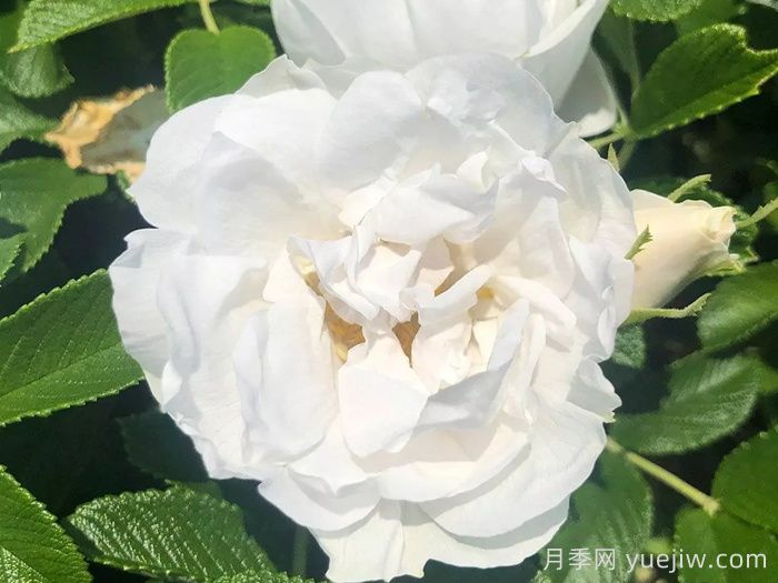 冰雪奇缘月季/冰雪跑者(图2)