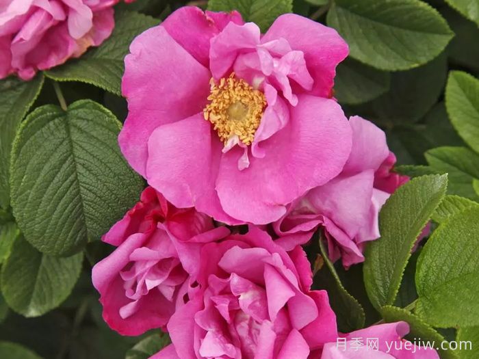 粉红跑者月季/粉红走鹃(图2)