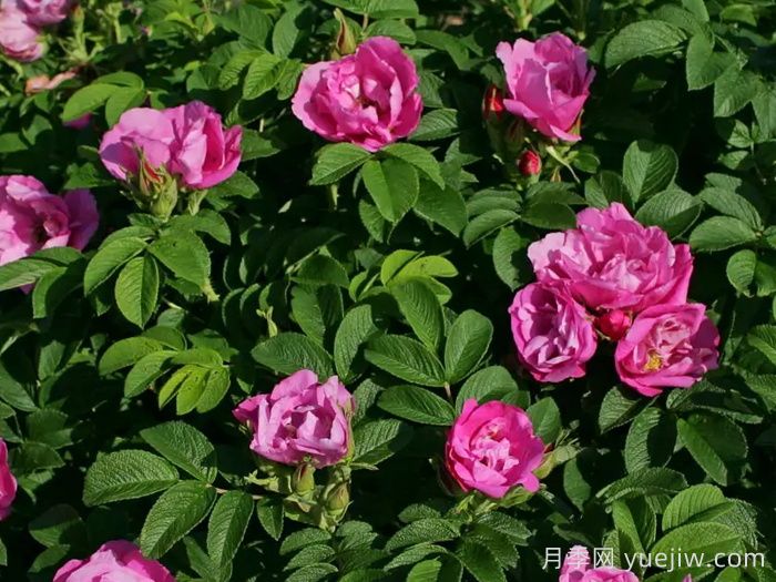 粉红跑者月季/粉红走鹃(图3)