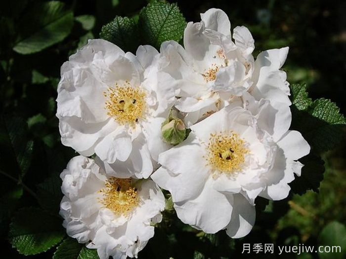 白色跑者月季(图2)