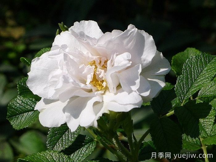 白色跑者月季(图1)