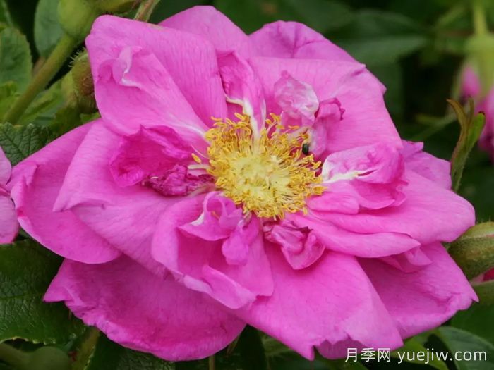 智慧跑者月季/聪明走鹃(图1)