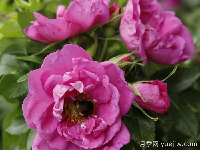 智慧跑者月季/聪明走鹃(图2)