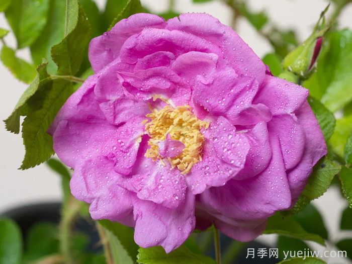 智慧跑者月季/聪明走鹃(图3)