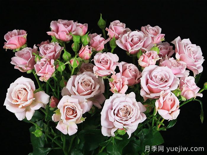 粉红香精月季(图1)