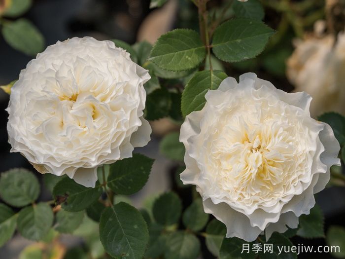 浮光月季(图2)