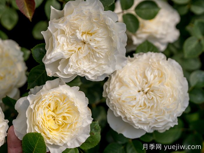 浮光月季(图3)