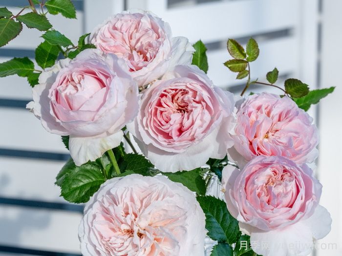娇云月季(图2)