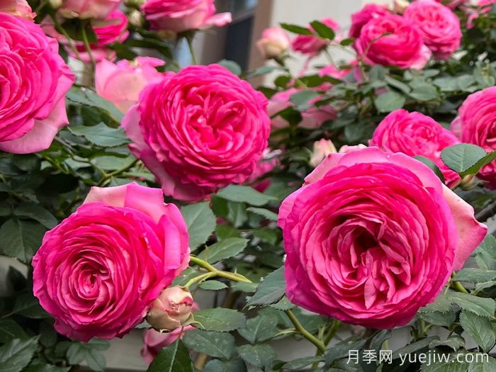 深粉龙沙宝石月季(图1)