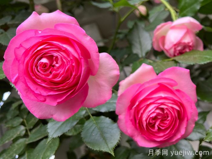 深粉龙沙宝石月季(图2)