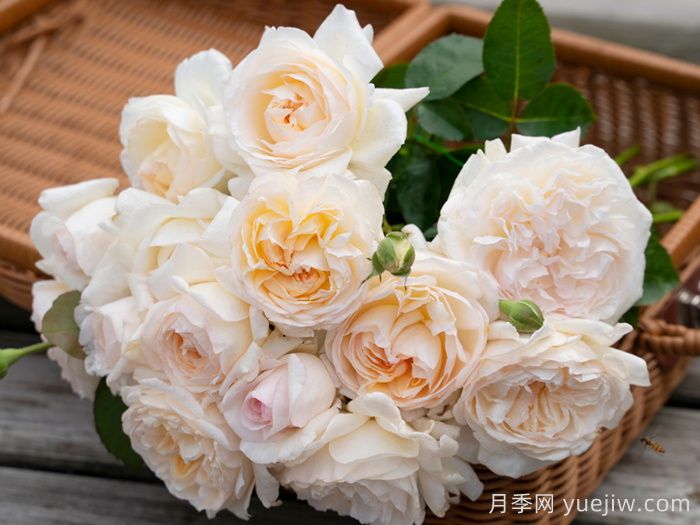 月笼沙月季(图2)