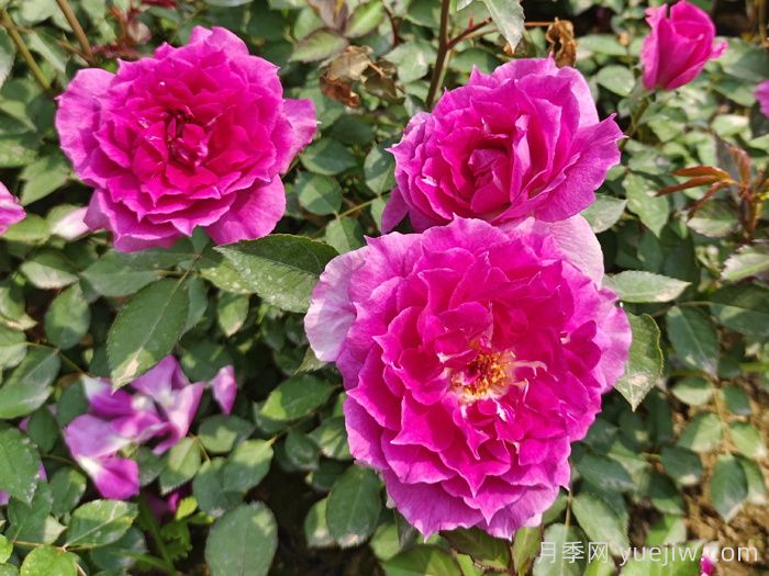 五款精品钻石微型月季推荐(图2)