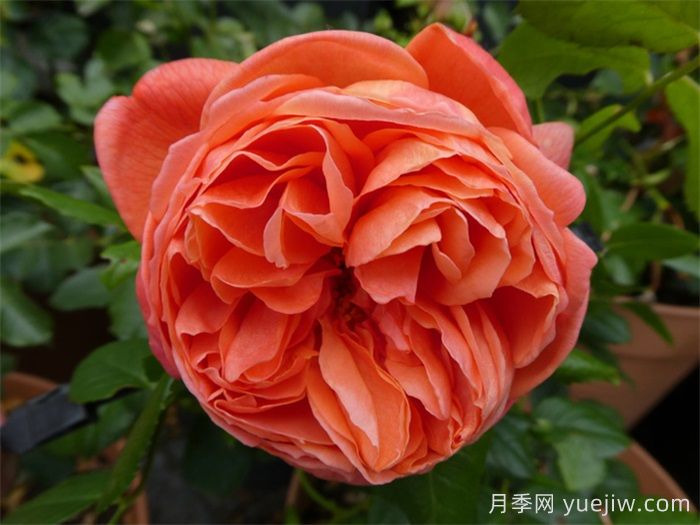 夏日之歌月季推荐,奥斯汀浓香月季(图1) 夏日之歌月季推荐,奥斯汀浓香月季(图1)