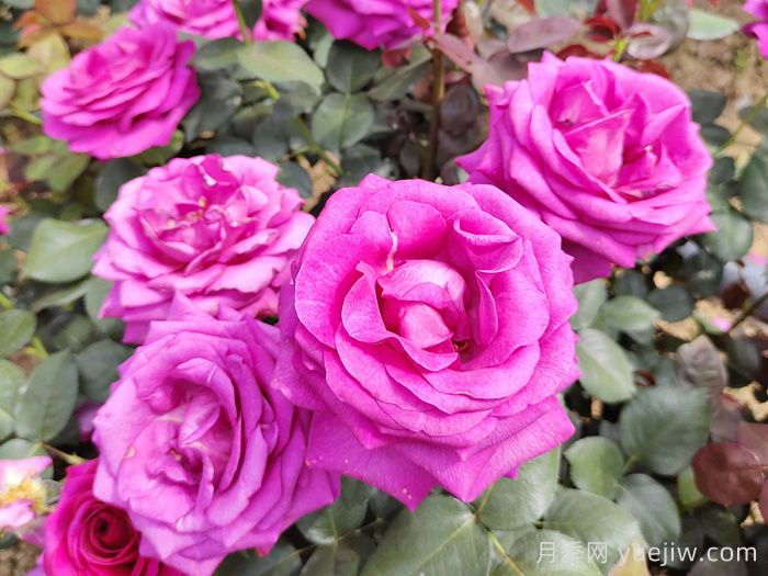 晋城月季:月季花开香满园,芳香四溢正当时(图1) 晋城月季:月季花开香满园,芳香四溢正当时(图1)