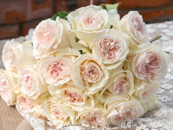 香腮雪月季(图3)