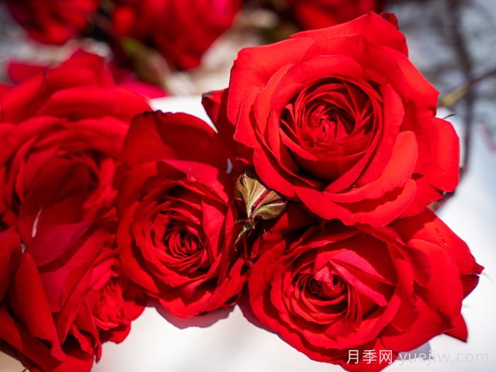 火玲珑月季(图2)