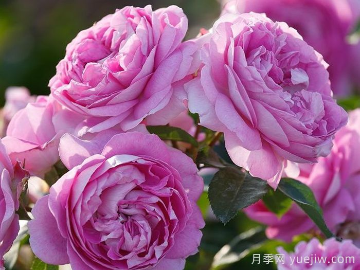 紫丁香黄玉月季/丁香黄水晶(图2)