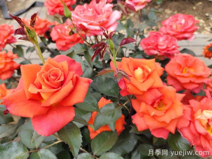 月季必看，月季养护夏季有技巧(图1)