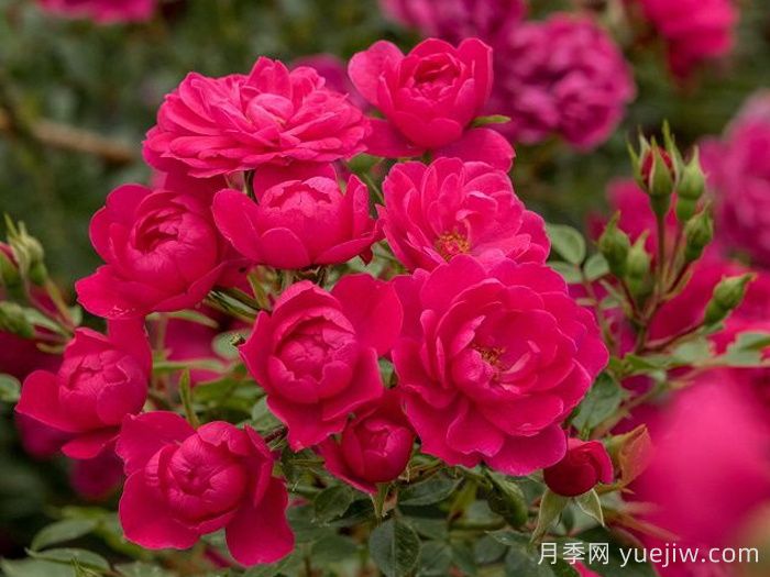 爱好月季(图1)