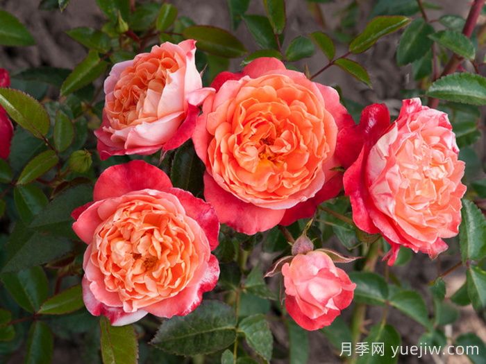 嬉皮士时尚月季(图1)