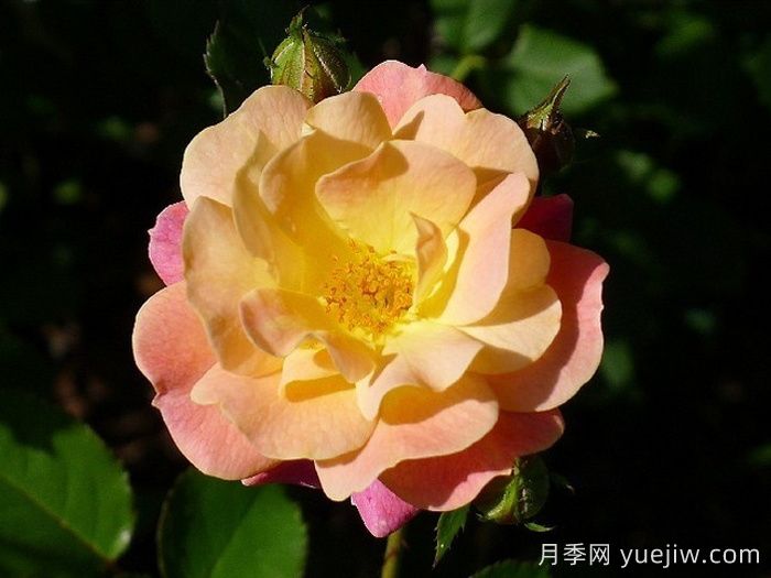 卡梅边缘月季/冠美边缘月季(图2)