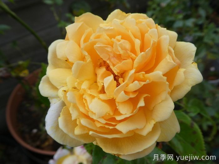 追忆帕特里克月季(图1)