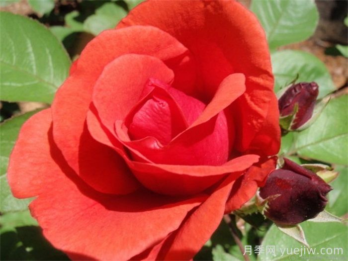 现代火焰月季/摩登火光(图2)