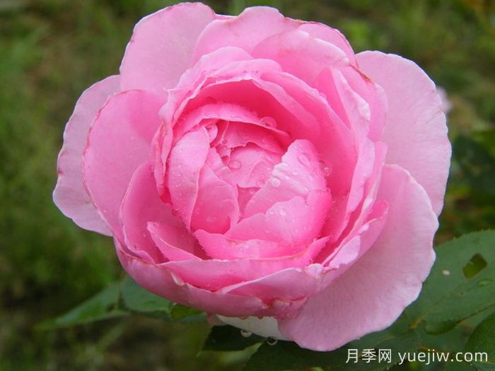 吉塔月季/吉塔文艺复兴月季(图1) 吉塔月季/吉塔文艺复兴月季(图1)