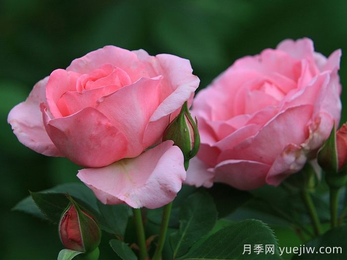 吉塔月季/吉塔文艺复兴月季(图2) 吉塔月季/吉塔文艺复兴月季(图2)