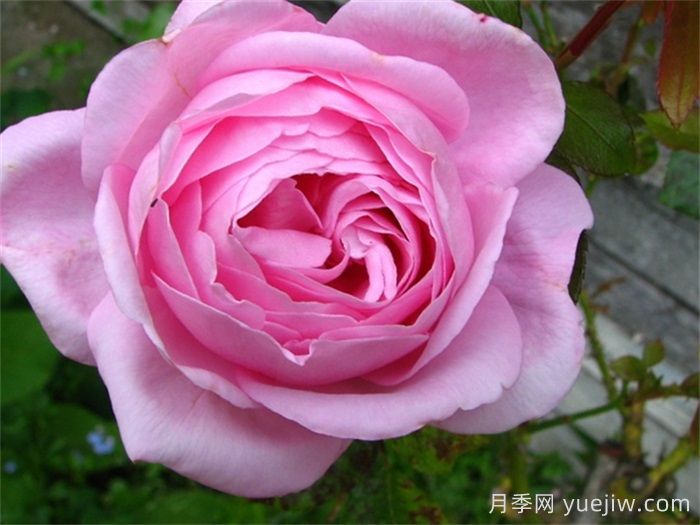 吉塔月季/吉塔文艺复兴月季(图3) 吉塔月季/吉塔文艺复兴月季(图3)