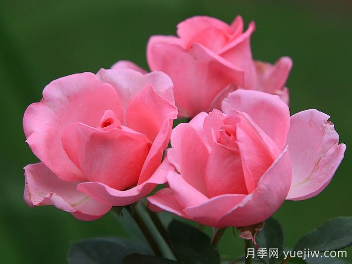 吉塔月季/吉塔文艺复兴月季(图4) 吉塔月季/吉塔文艺复兴月季(图4)