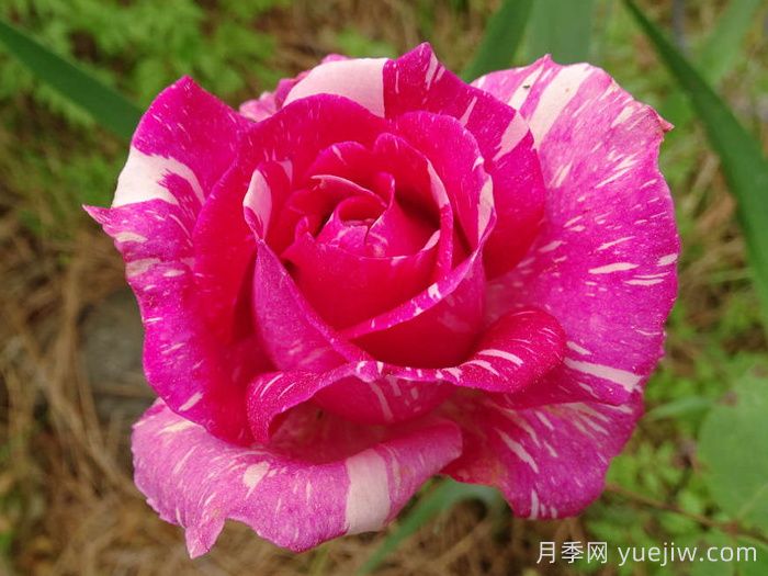 摩登时代月季/糖果条纹月季(图2)