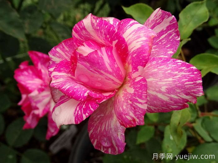 摩登时代月季/糖果条纹月季(图1)