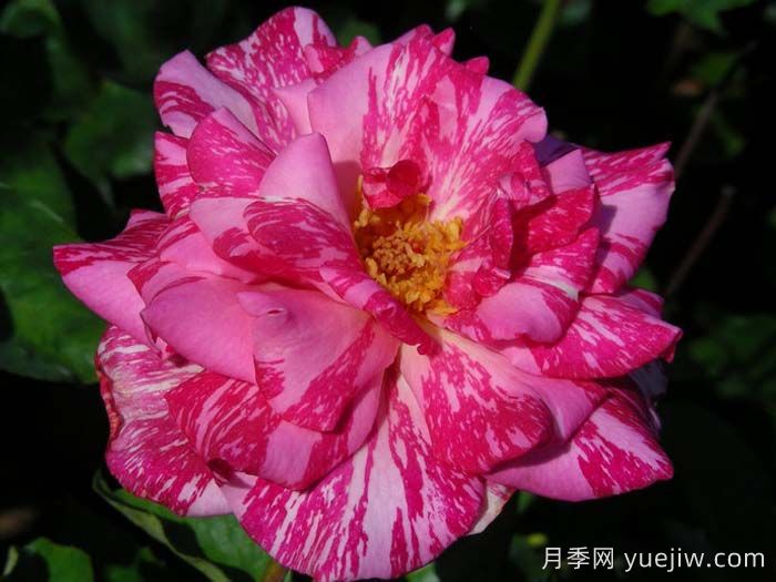 摩登时代月季/糖果条纹月季(图3)