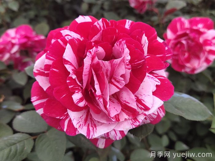 节日礼花月季(图1)