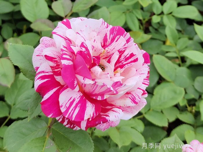 节日礼花月季(图2)