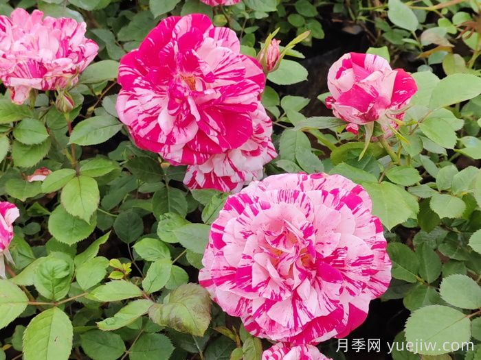 节日礼花月季(图4)